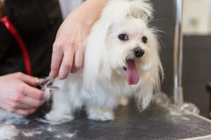 Toelettatura cani Roma Casalpalocco